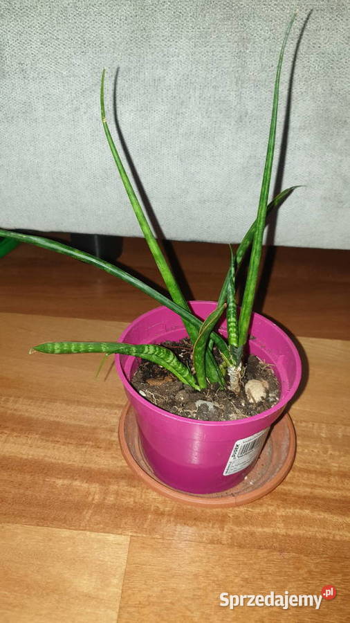 Sansewieria cylindryczna sansa 2 Wyposażenie wnętrz Warszawa