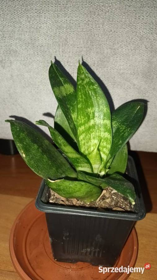 Hoya begonia aloes trzykrotkasetkrezja purpurowa Warszawa