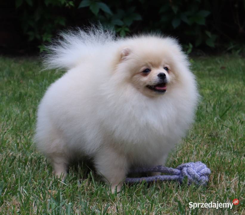 Nastolat sunia pomeranian Pleszew