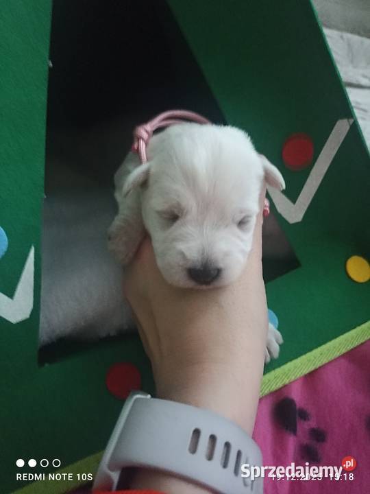 Sznaucerki szukają nowego domu Gniezno sprzedam