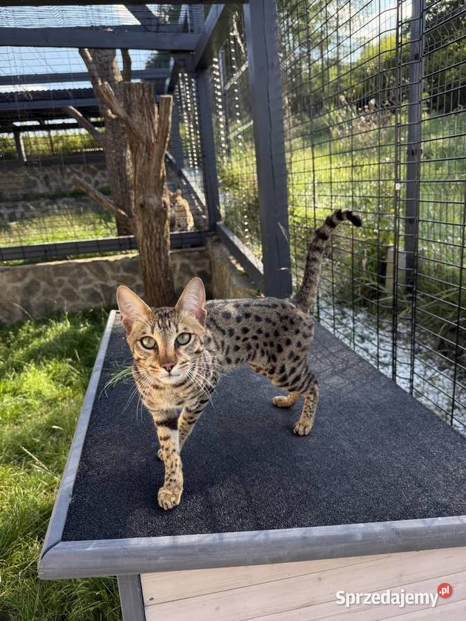 Uroczy samiec Savannah F6 małopolskie Kraków