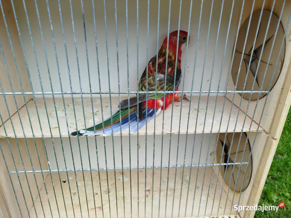 Rozella Białolica samiec 2025 r