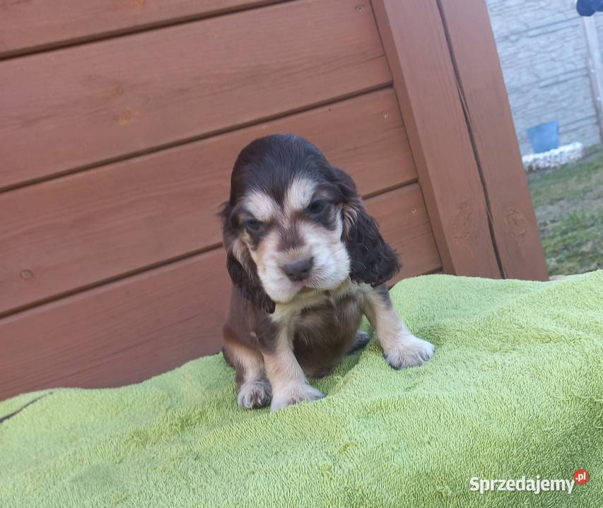 Cocker Spaniel Angielski Piesek wielkopolskie