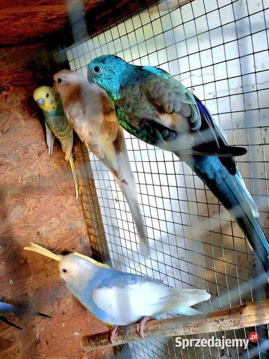 Para legowa papug Ptaki Rybnik