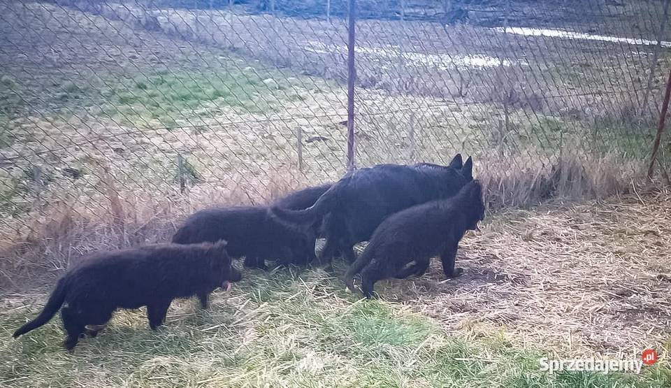Owczarki Staroniemieckie czarne długowłose podkarpackie Krzeszów sprzedam