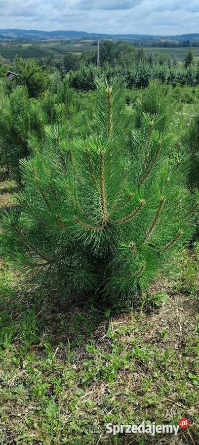 Sosna Czarna Austriacka Sosna Piramidalna Pinus małopolskie Olszana