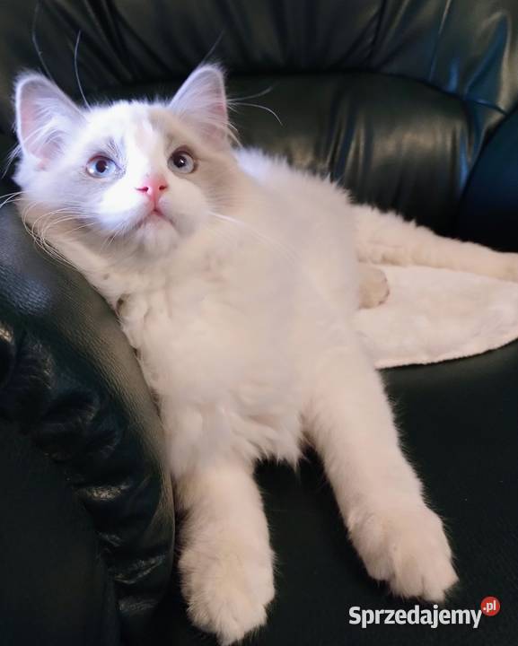 Darwin słodki chłopak ragdoll Dolsk