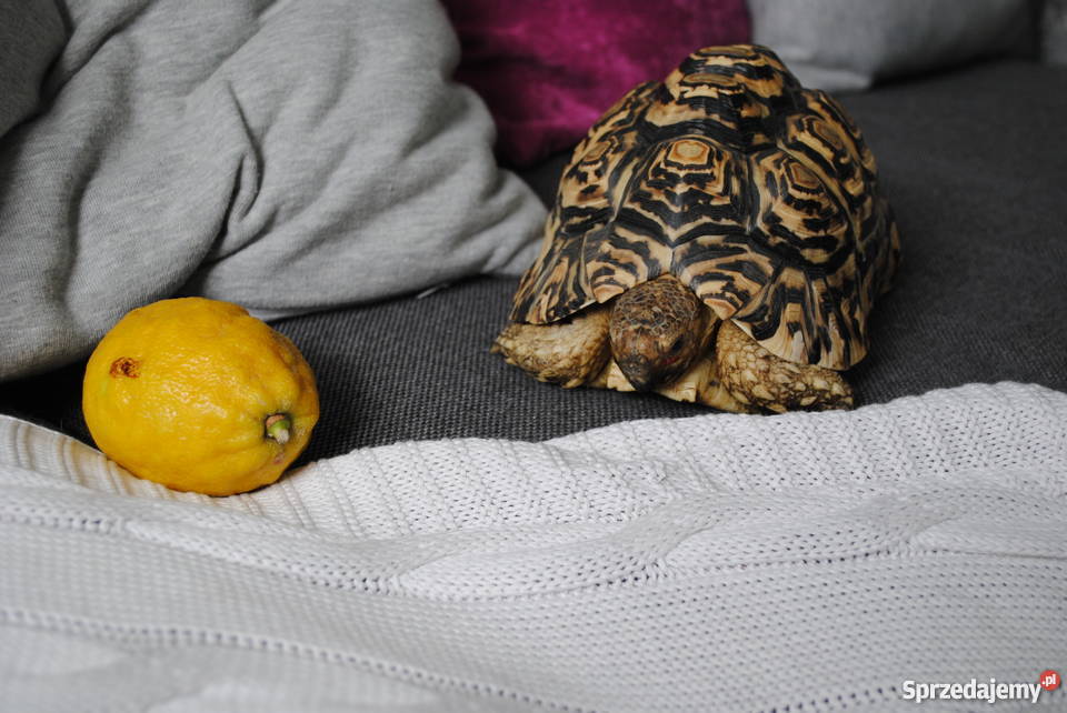 Sprzedam Żółwia Lamparciego Lądowy CITES Bytom