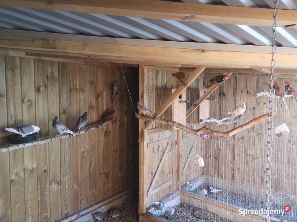 Rozella rozelle królewska bialolica