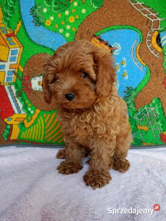 Cavapoo f1b Miechów