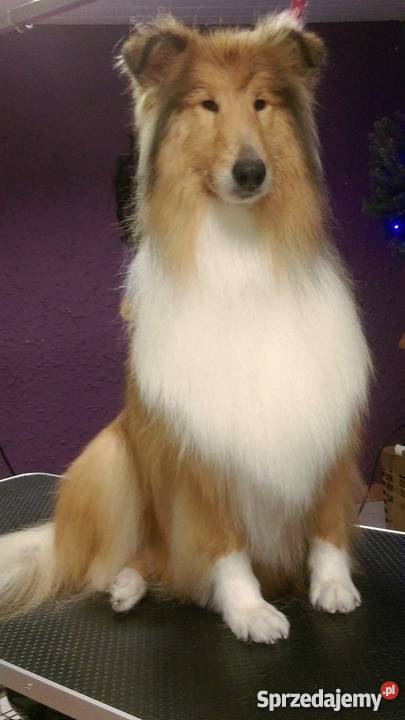 Fryzjer psa strzyżenie psów Salonik Pupilek Legnica