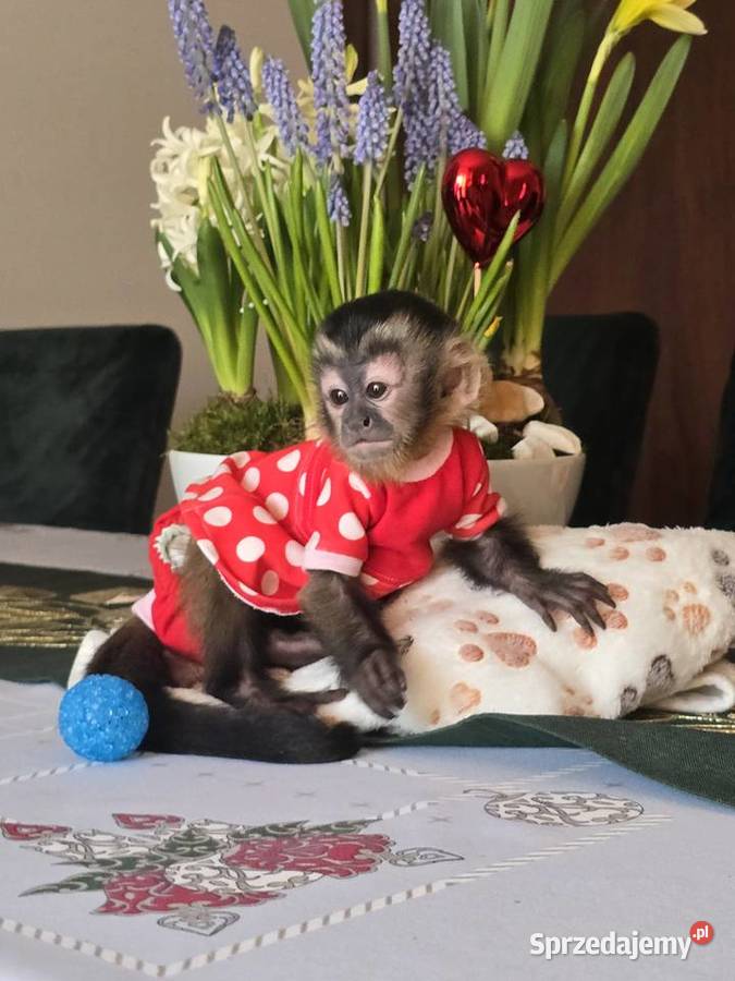 Kapucynka czubata dziewczynka Warszawa