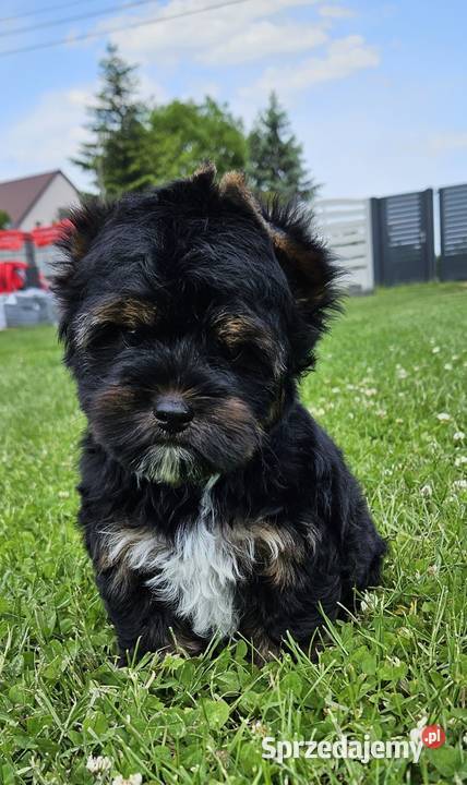 Mega śliczny ciemny YORK Black and Tan Rodowód Wrocław