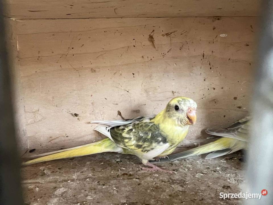 Świergoty Łopoń sprzedam