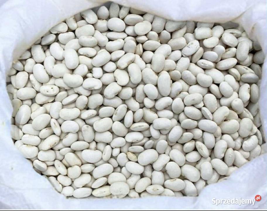 Fasola Jaś karłowy Zamojski lubelskie Zamość