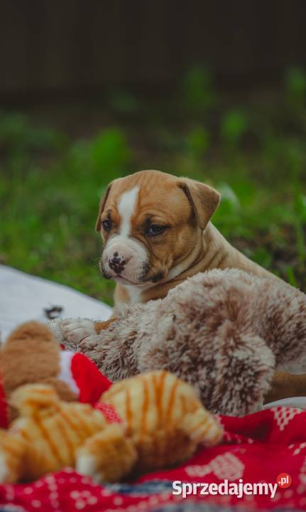 Sprzedam szczeniaki rasy Amstaff z rodowodem Amstaff Skrzyszów