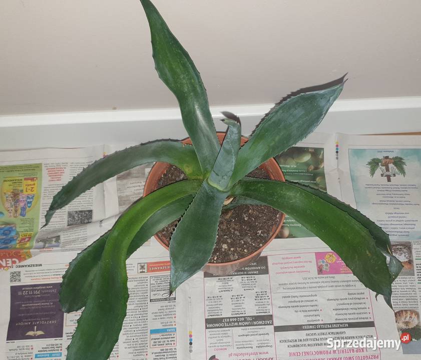 Duża wieloletnia agawa rozpiętość 67 Warszawa