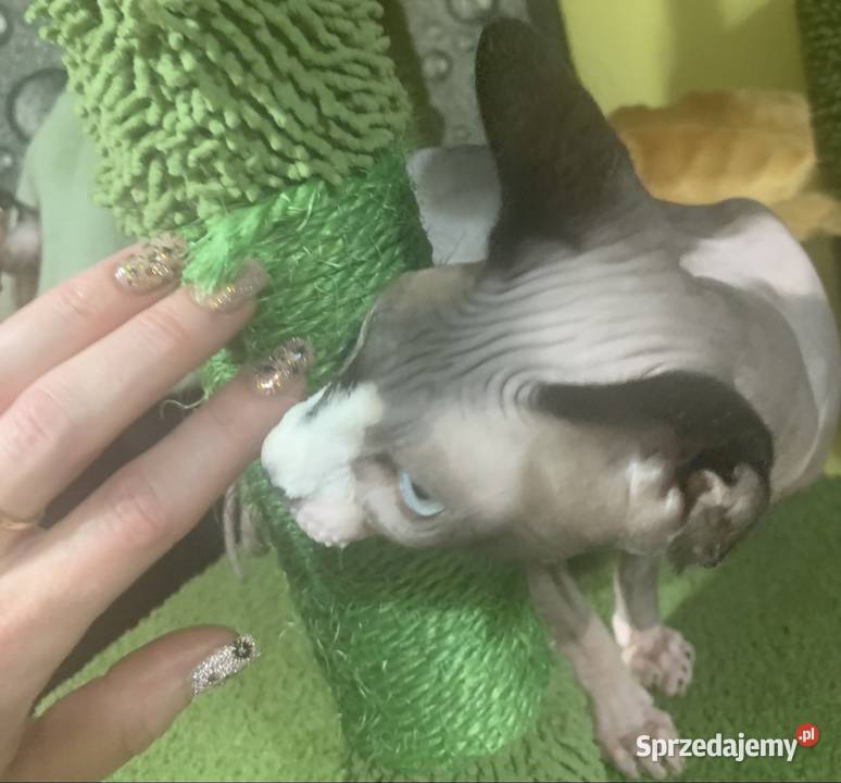 Sfinks Kanadyjski Koteczka do odbioru Rodowód Leszno sprzedam