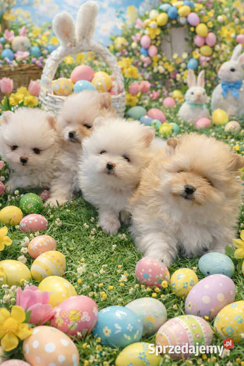 SZPIC MINIATUROWY POMERANIAN PUCHATE MISIE Szpic miniaturowy Warszawa