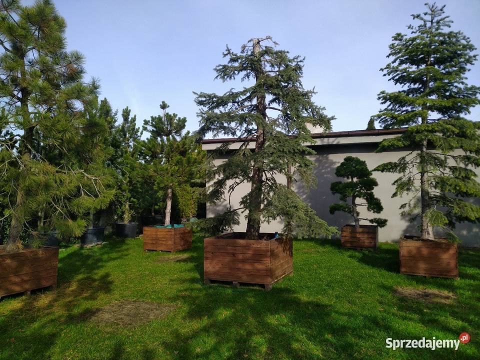 Sosna bośniacka 35 4m w donicy 160l łódzkie Skierniewice