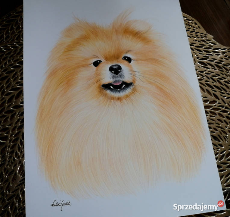 Portret zwierzaka Jastrzębie-Zdrój sprzedam