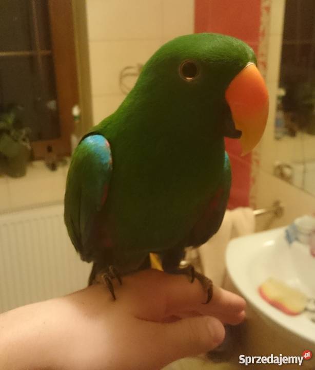 Lora Wielka oswojona para Łódź