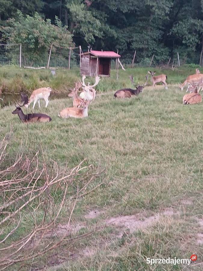 Daniele z hodowli sprzedam Kalisz Pomorski