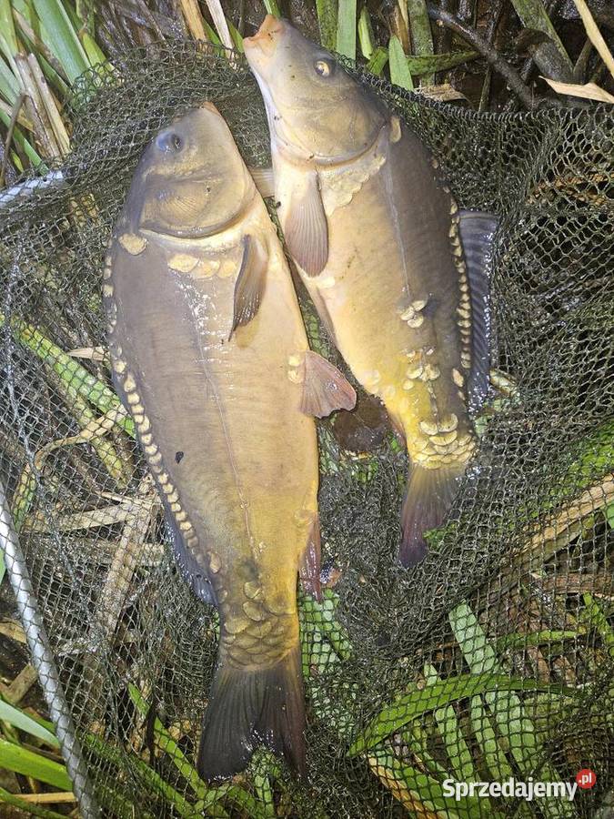 Karp z własnego stawu Kraśnik sprzedam