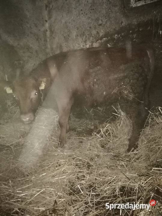 Byczki i jałoszki mięsneodsadki Sokołów Podlaski
