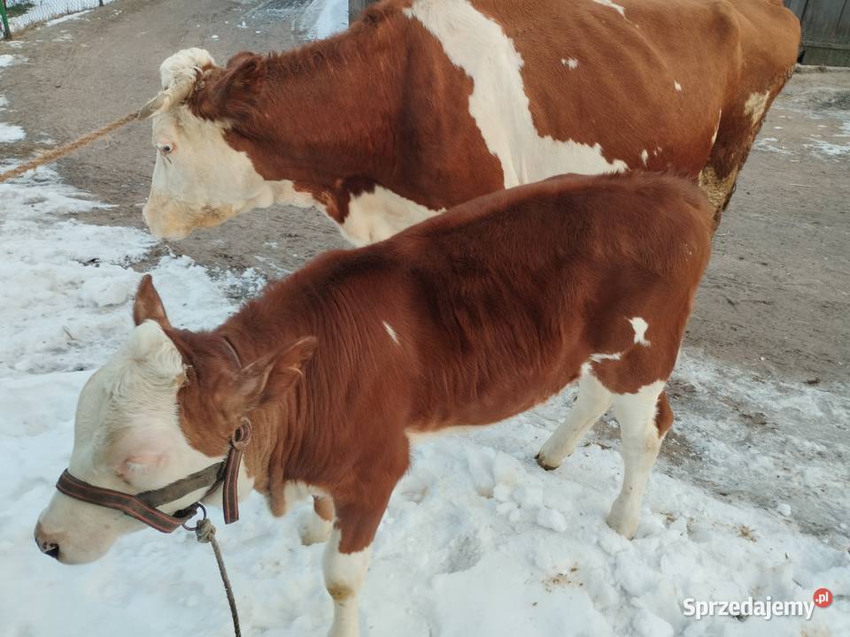 Krowa z Jałóweczką Radoszyce