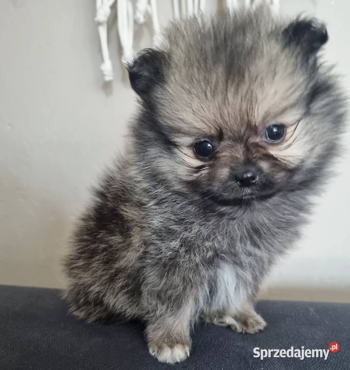 Pomeranian Szpic miniaturowy