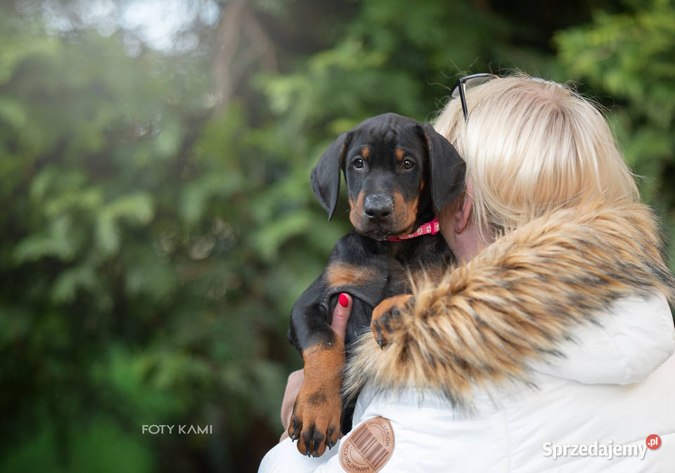 Doberman FCI Cudowne szczenięta Szczecin