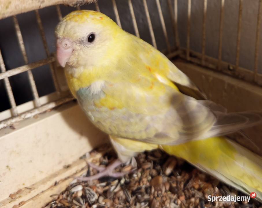 Świergotka samica 2025 Środa Wielkopolska