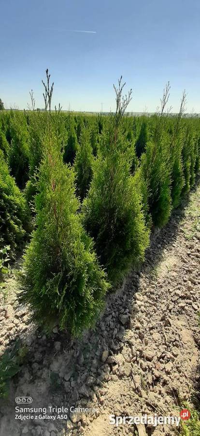 Tuja szmaragd 110120 2022 Producent Bychawa