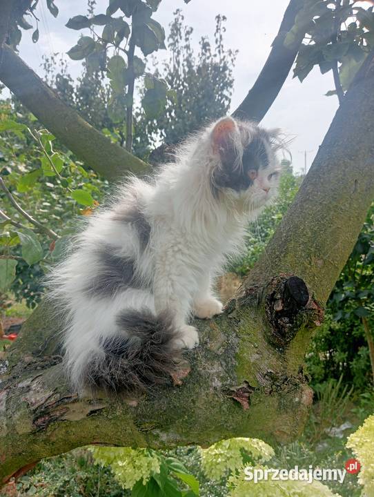 Kot perski pers persy perskie Perski