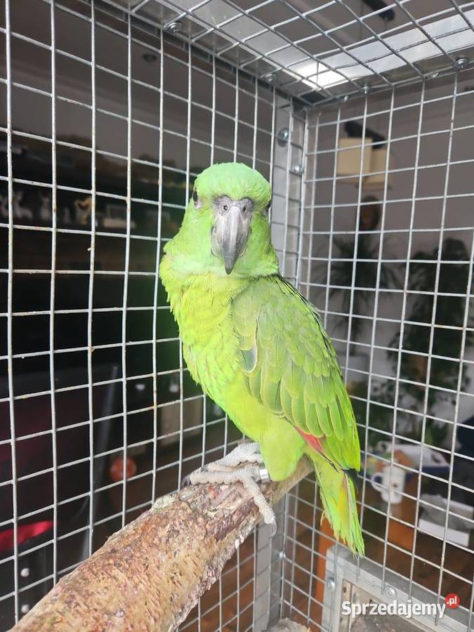 Papuga Amazona auropalliata amazonka żółtoszyja Zębowice