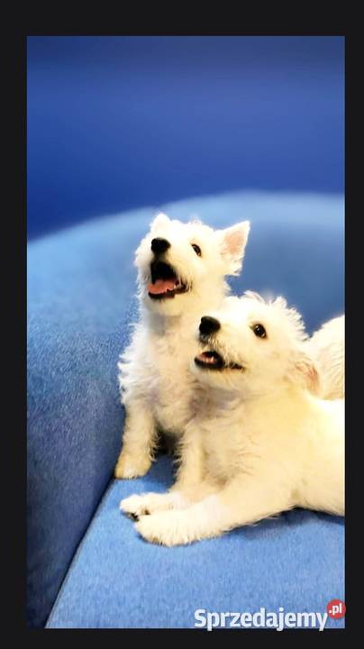 West Highland White terrier chłopiec łódzkie Pajęczno