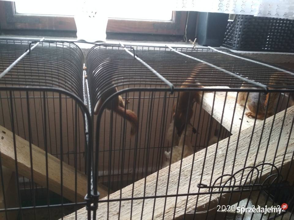 Sprzedam wiewiórki Hudsona śląskie