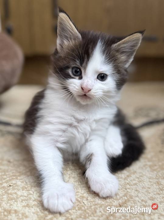Maine Coon kocięta Wrocław
