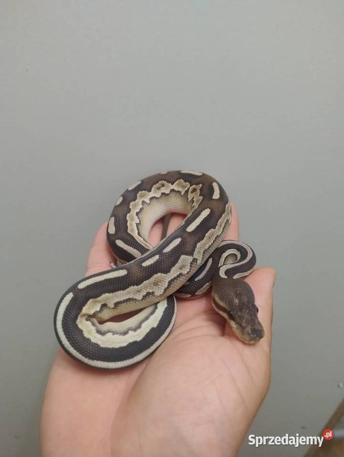 Pyton Królewski samica Savannah Cinnamon Mojave Jelenia Góra