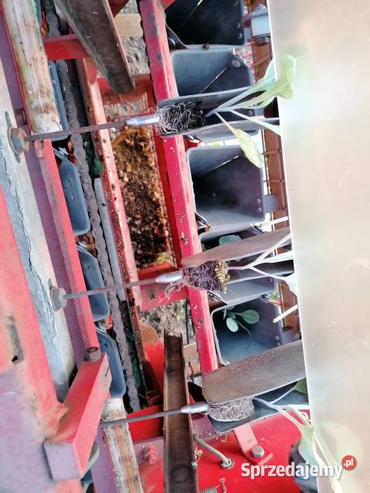 Sadzarka warzyw automatyczna SIMON PAM 4 Chełmno sprzedam