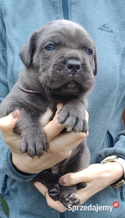 Cane Corso FCI Nowojewo sprzedam
