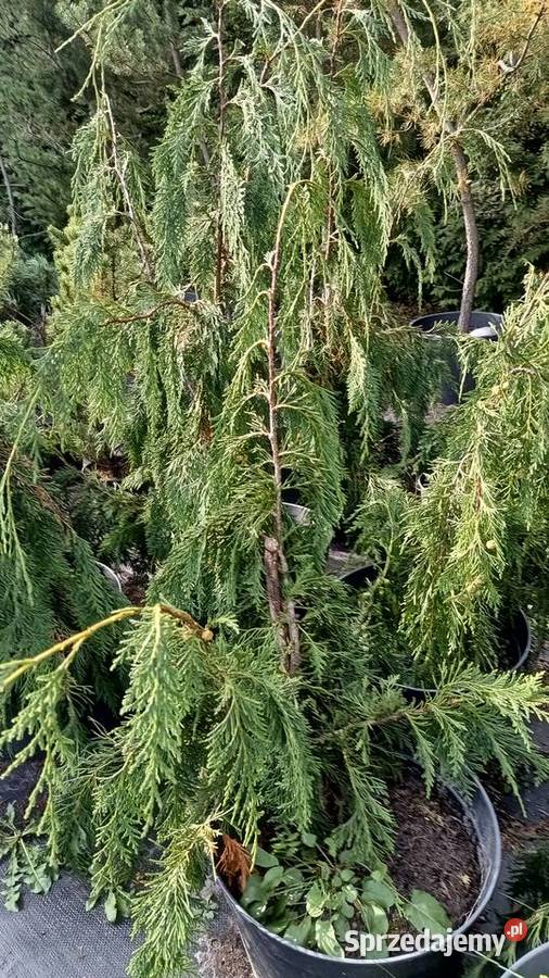 Cyprysik nutkajski Pendula 80100 wysokie Iglaste Strzepcz sprzedam
