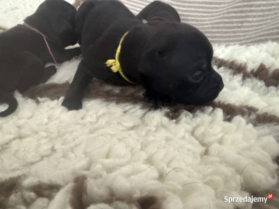 Staffik Staffirdshire Bull Terrier ZKwP