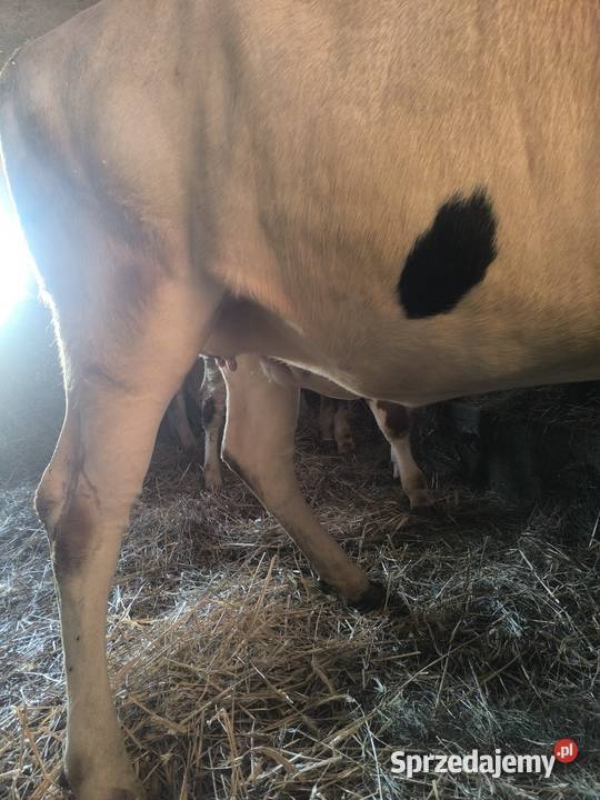 Jałówka wysokocielna Kucice