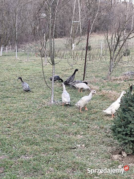 Jajka lęgowe biegusa spożywcze jaja kacze lęgowe