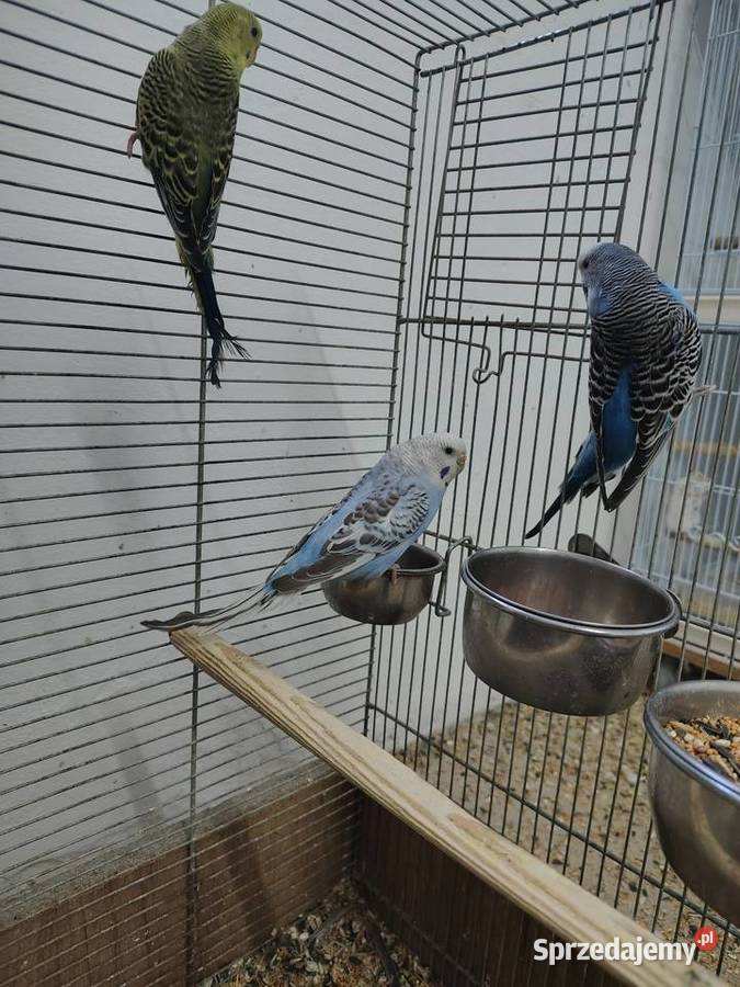 Sprzedam papużki faliste Nowy Sącz