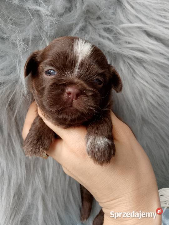 Piękny czekoladowy piesek opolskie Namysłów