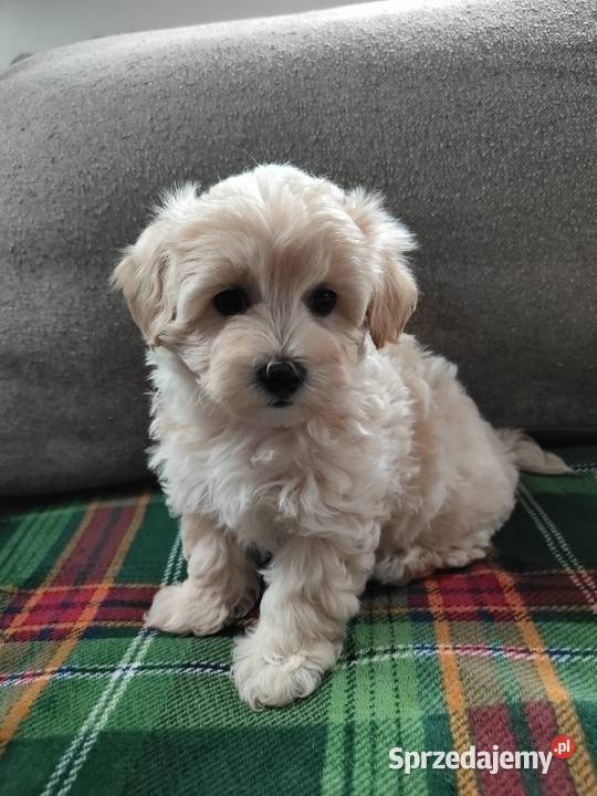 Maltipoo F1 Dobre Miasto