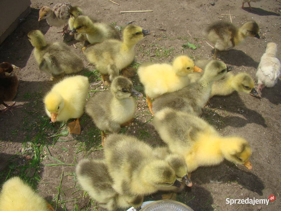 Sprzedam gąski gęsi Pożdżenice